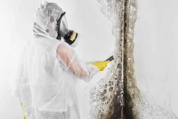 Best Residential Mold Remediation in Samsula Spruce Creek, FL