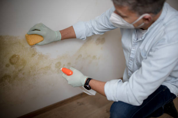 Professional Mold Remediation in Samsula Spruce Creek, FL