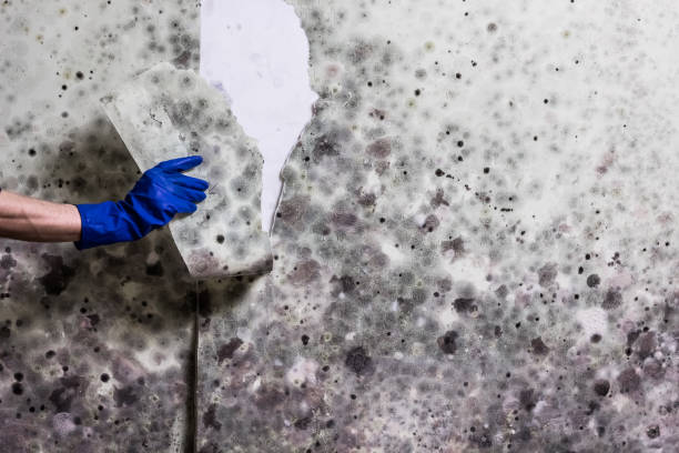 Best Mold Remediation for Specific Building Types in Samsula Spruce Creek, FL
